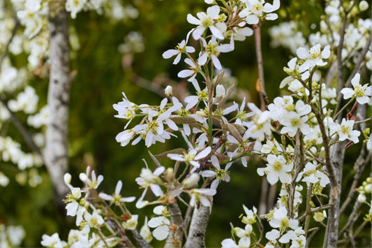 Serviceberry Amelanchier – Live Native Plant | Saskatoon Berry Shrub | Flowering & Fruiting Landscape Plant | Washington Native