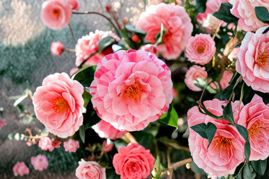 Kick Off Camellia Japonica – Live Starter Plant | 3 Inch Pot | Rare Bicolor Flowering Camellia | Evergreen Garden Shrub