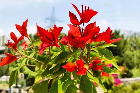 Red Diamond Bougainvillea – Rare Live Plant | Red Flowering Tropical Vine | Actual Plant Photos | Shipped in Poly Bag