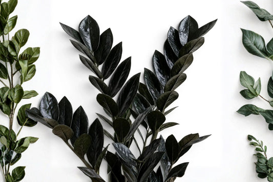 Black Raven ZZ Plant – Zamioculcas Zamiifolia Live Plant | 2 Stalks | 4–10 Inches Tall | Potted Rare Dark Houseplant