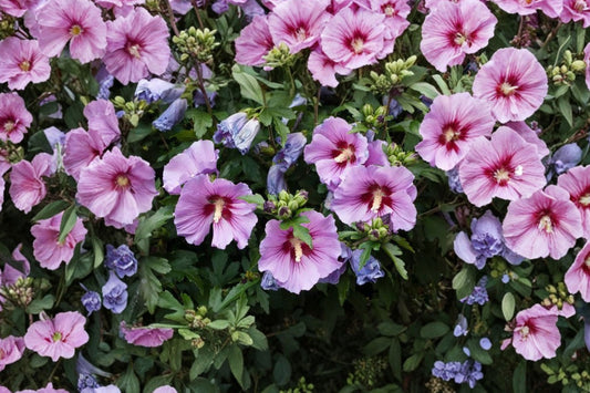 Rose of Sharon Hibiscus – 5 Live Bare Root Starter Plants | 10–14 Inches | Fast Growing Flowering Shrubs | Summer Garden Plants