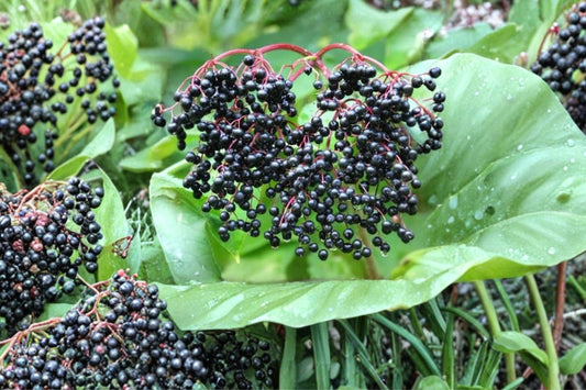 Johns Elderberry – Live Rhizome Root Cutting | Sambucus Nigra Plant | Visible Buds & Developing Roots | Edible Landscape Starter