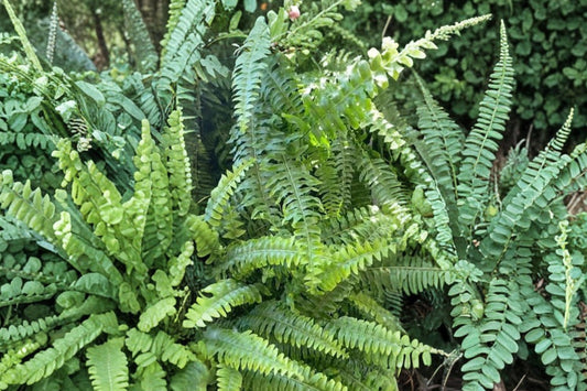 Boston Fern – 15 Rooted Live Plants | Tropical Evergreen Ferns | Shade Garden Plants | Indoor Outdoor Fern Starter Plants