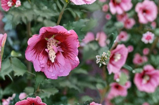 Red Rose of Sharon – Live Plant | 6–13 Inches Tall | Althea Hibiscus Syriacus | Fragrant Flowering Bush | Potted Garden Shrub