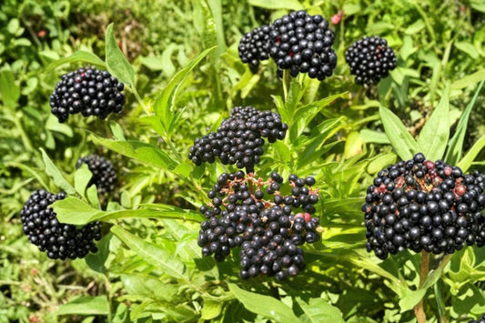 Black Elderberry Plant – Live Well-Rooted Shrub | 6–8 Inches Tall | Hardy Berry Producing Plant | Backyard & Landscape Garden