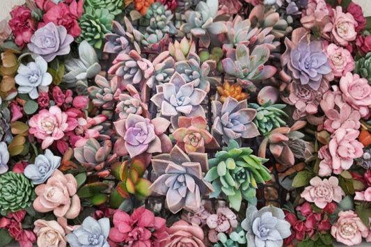 20 Imported Succulent Leaves – Live Propagation Leaves | Assorted Succulent Starter Set | Bare Root Plant Leaves | Grow Your Own Succulents
