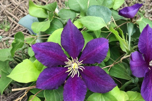 The President Clematis Live Plant, 2.5 Inch Pot, Deep Purple Flowering Clematis Vine, Climbing Garden Starter