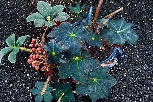 Begonia Black Velvet Star – Live Potted Plant | 2.5 Inch Pot | Dark Charcoal Fuzzy Foliage | Rare Indoor Houseplant