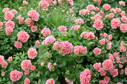 Orange Pink Pelargonium Zonal Geranium – 4 Live Starter Cuttings | 6+ Inches | Coral Pink Orange Flowers | Flowering Plant Cuttings
