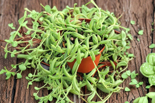 String of Bananas – 6 Live Succulent Cuttings | 4–6 Inches Long | Senecio Radicans | Trailing Hanging Plant | Easy to Root