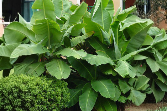 Dwarf Green Banana – Musa Cavendish Type Live Plant | 2–6+ Inches Tall | Tropical Banana Plant | Thick Leaf Container & Garden Plant