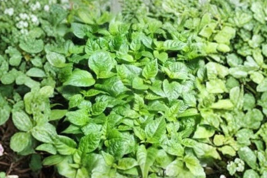 Carolina Reaper Pepper – 3 Live Plants | 75+ Days Old | Super Hot Red Pepper Plants | Established Organic Garden Starters