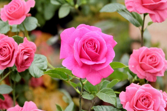 Pink Climbing True Gratitude Rose – 4 Live Cuttings | 5–7 Inches | Climbing Rose Flower Plant | Garden Shrub Propagation Cuttings