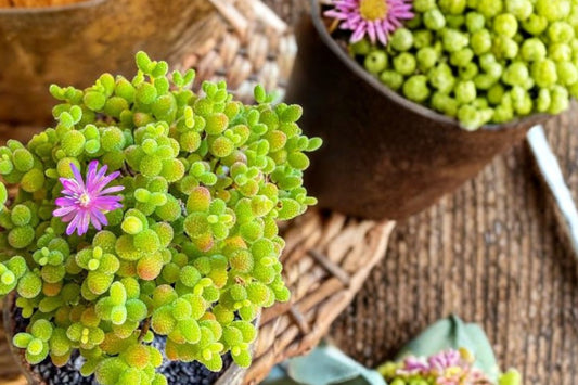 Drosanthemum Globosum – Live Rare Succulent | 5 Inch Cluster | Bare Root Plant | Unusual Collector Succulent | No Pot or Soil