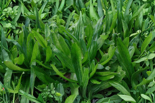 Culantro Ngo Gai – 4 Live Plants | Eryngium Foetidum | 2 Inch Pots | Vietnamese Thai Herb | Fresh Culinary Garden Plants