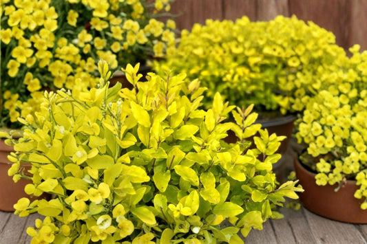 Sunshine Ligustrum – Live Evergreen Shrub | 2.5 Quart Pot | Bright Golden Yellow Foliage | Low Maintenance Landscape Plant