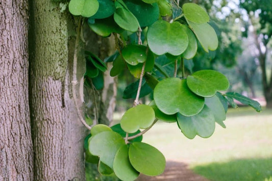 Hoya Kerrii Sweetheart – Live Plant | Heart Shaped Hoya | Tropical Succulent Houseplant | Indoor Collector Plant | USDA Zone 10