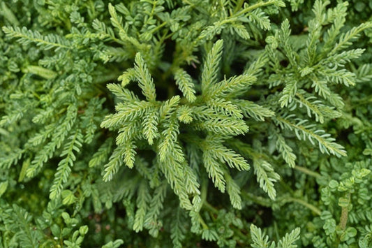 Globosa Nana Dwarf Cryptomeria – Live Plant | Full Gallon Size | Japanese Cedar Evergreen Shrub | Compact Landscape Conifer