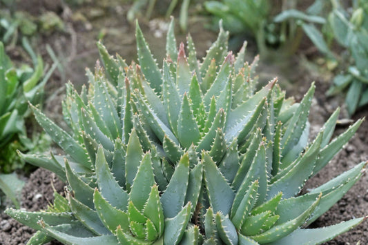 Aloe Brevifolia Succulent – Live Plant | 4 Inch Size | Short Leaf Aloe | Compact Rosette Succulent | Indoor Collector Plant
