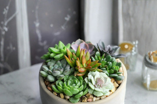 Succulent Mystery 6 Pack – 6 Live Plants | 2 Inch Succulents | Assorted Indoor Plant Collection | Surprise Succulent Set