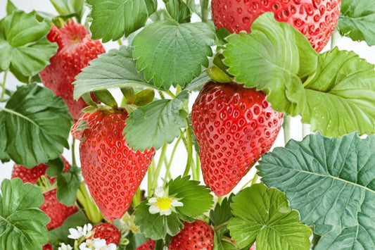 Strawberry Delizz – Live Strawberry Plant Plug | 1–3 Inches Tall | Sweet Everbearing Strawberry | Edible Fruit Garden Starter