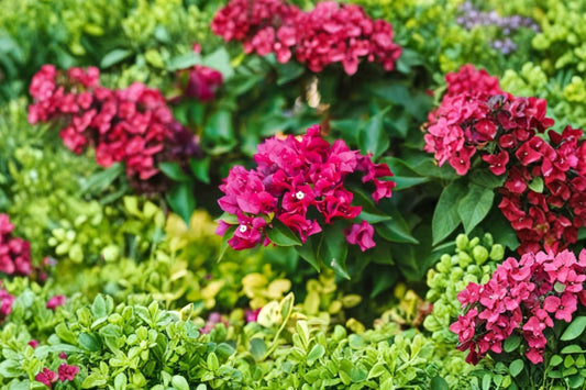 Bougainvillea Pink – Live Flowering Plant | Full Sun Tropical Vine | Outdoor Garden Plant | Drought Tolerant | USDA Zone 9