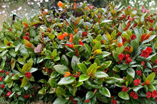 Goldfish Plant – Columnea Nematanthus Live Plant | 4 Inch Pot | Orange Red Flowers | Trailing Tropical Houseplant | Hanging Basket Plant