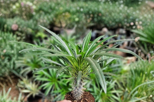 Pachypodium Lamerei Madagascar Palm – Live Plant | 2 Inch Size | Exotic Succulent | Tropical Indoor Collector Plant