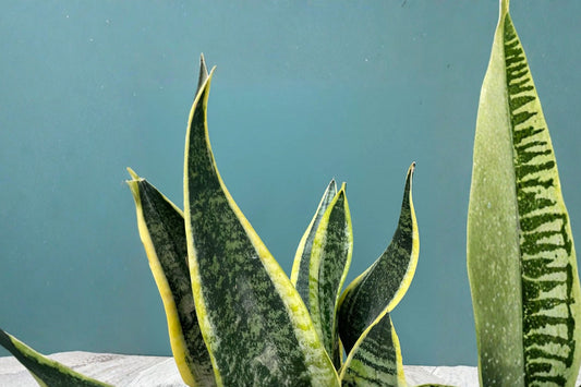 Futura Superba Sansevieria – Live Snake Plant | 4 Inch Nursery Pot | Golden Variegated Houseplant | Easy Care Indoor Plant