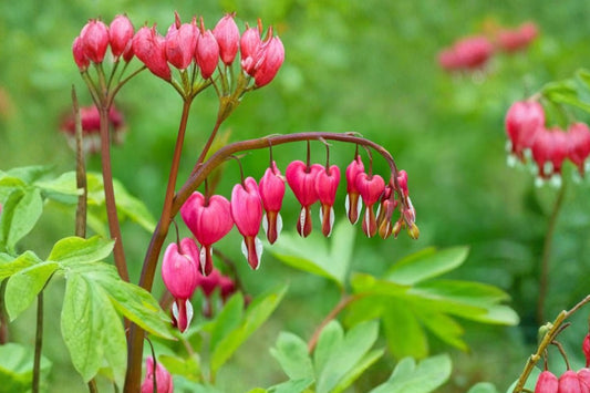 Pink Bleeding Hearts – 5 Live Bare Root Plants | Dicentra Formosa Rhizome Cuttings | Pink Perennial Flowers | Shade Garden Plants