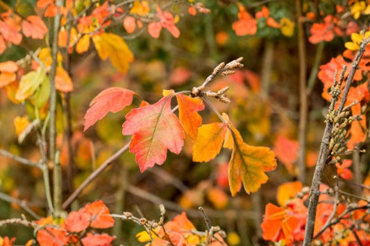 Fragrant Aromatic Sumac – 2 Live Plants | 16+ Inches Tall | Native Bush Shrub | Fragrant Foliage | Hardy Landscape Plants