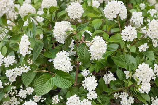 Mary Milton Viburnum – Japanese Snowball Pink Live Plant | 1 Gallon Pot | Pink Flowering Shrub | Ornamental Garden Plant
