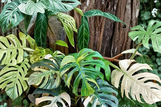 Monstera Deliciosa Mint Variegated – Live Rooted Plant | 2.5 Inch Square Pot | Rare Variegated Monstera | Collector Tropical Houseplant