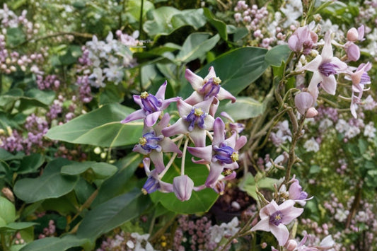 Giant Milkweed Tree – Calotropis Gigantea Live Plant | 8–12 Inches Tall | 4 Inch Pot | Purple Crown Flower | Butterfly Garden Plant