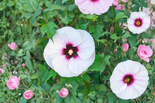 Angel Eyes Hardy Hibiscus – Live Potted Plant | 2.5 Inch Pot | White & Raspberry Red Flowers | Cold Hardy Perennial Bush | Zones 4–9