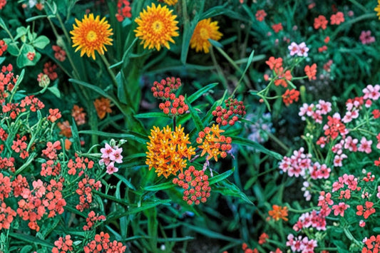 Common Milkweed – 5 Live Asclepias Syriaca Plants | 2–3 Year Old Bare Root Plants | Monarch Butterfly Host | Native Pollinator Perennial