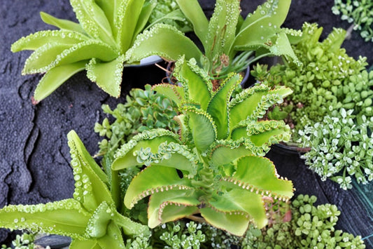 Mother of Thousands Kalanchoe – Live Succulent Plant | 3–5 Inches | Kalanchoe Daigremontiana | Alligator Plant | Easy Care Succulent
