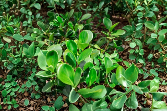 Peperomia Abricos – Live Radiator Plant | 4 Inch Nursery Size | Colorful Tropical Houseplant | Compact Indoor Foliage Plant
