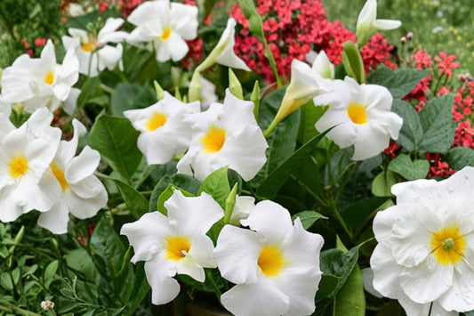 Set of 2 White Mandevilla Plants – Live Tropical Flowering Vines | 4–7 Inches Tall | White Flowers | Full Sun Garden & Patio Plants