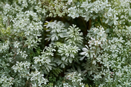 Ruda Rue Plant – Ruta graveolens Live Herb | 4 x 3.15 Inch Nursery Pot | Aromatic Evergreen Herb | Garden & Patio Plant