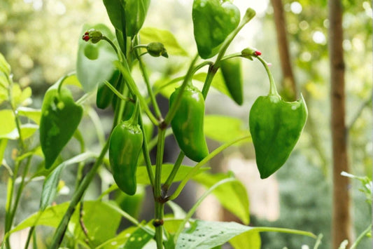 Compadre Chili Pepper – 3 Live Plants | Super Hot Pepper Plants | Spicy Chili Garden Starter | Edible Vegetable Plants