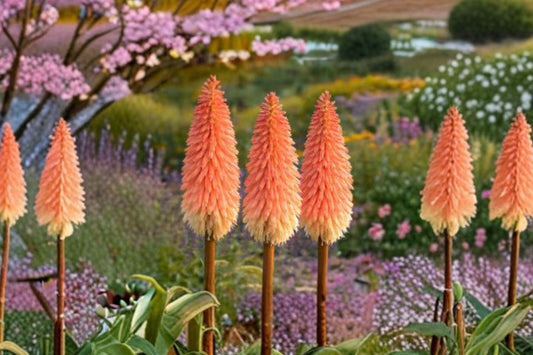 Red Hot Poker – Kniphofia Uvaria Live Plant | 8–12 Inches Tall | 4 Inch Pot | Orange Yellow Flowers | Butterfly Garden Perennial