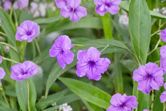 Mexican Petunia Ruellia – 6 Live Plants | 4 Purple & 2 Pink Flowers | Rooted Perennial Plants | Colorful Flowering Hedge & Container Plants