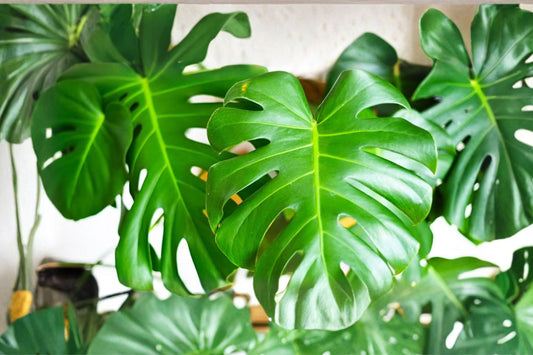 Hawaiian Monstera Plant – 2 Live Cuttings | Swiss Cheese Plant | Dark Green Monstera Deliciosa | Tropical Climbing Houseplant