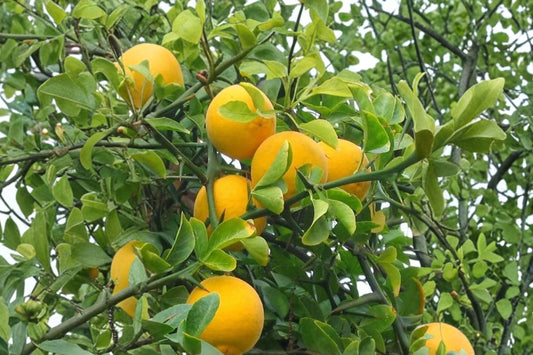 Hardy Orange Tree – 2 Poncirus Trifoliata Live Plants | Approximately 1 Foot Tall | Bare Root Citrus Seedlings | Cold Hardy Fruit Trees