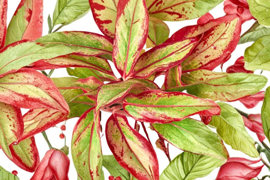 Aglaonema Chinese Red Siam – Live Indoor Plant | 4 Inch Size | Colorful Chinese Evergreen | Tropical Houseplant | Easy Care Plant