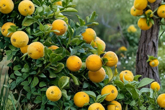 Flying Dragon Citrus – 2 Live Hardy Orange Tree Seedlings | 4–6 Inches Tall | Trifoliate Orange | Cold Hardy Citrus Plants | Zones 6–11