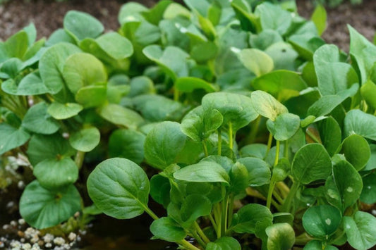 Watercress Live Plant – Nasturtium officinale With Pot | Live Edible Vegetable Plant | Ready to Plant | Herb & Garden Starter