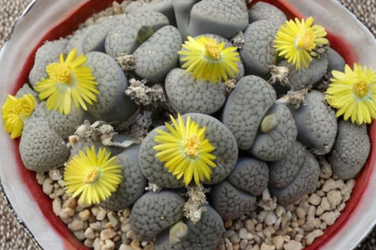 Living Stone Lithops – 100 Live Succulent Plants | 0.2–0.3 Inch Mini Lithops | Bare Root Colorful Succulent Mix | No Pot or Soil