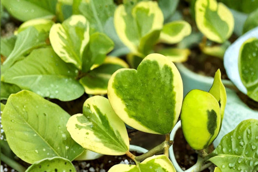 Hoya Heart Variegated – Hoya Kerrii Live Plant | 6 Inch Size | Variegated Heart Leaf Houseplant | Tropical Indoor Plant